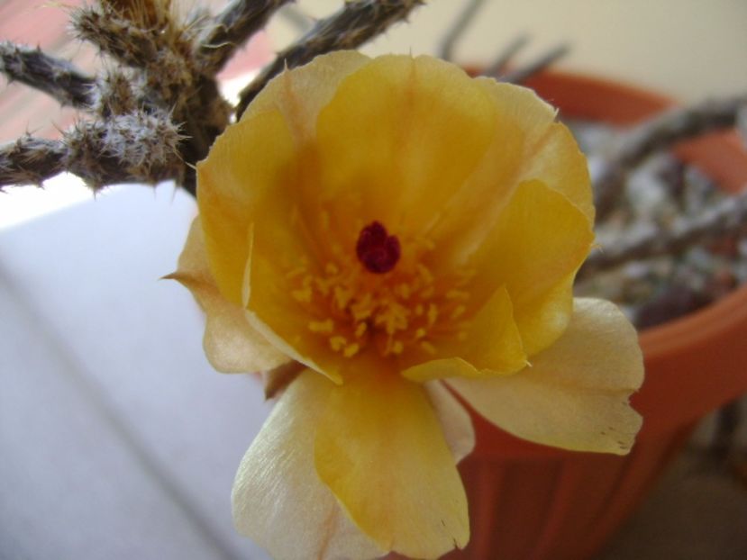 Pterocactus tuberosus - Cactusi 2017 bis bis