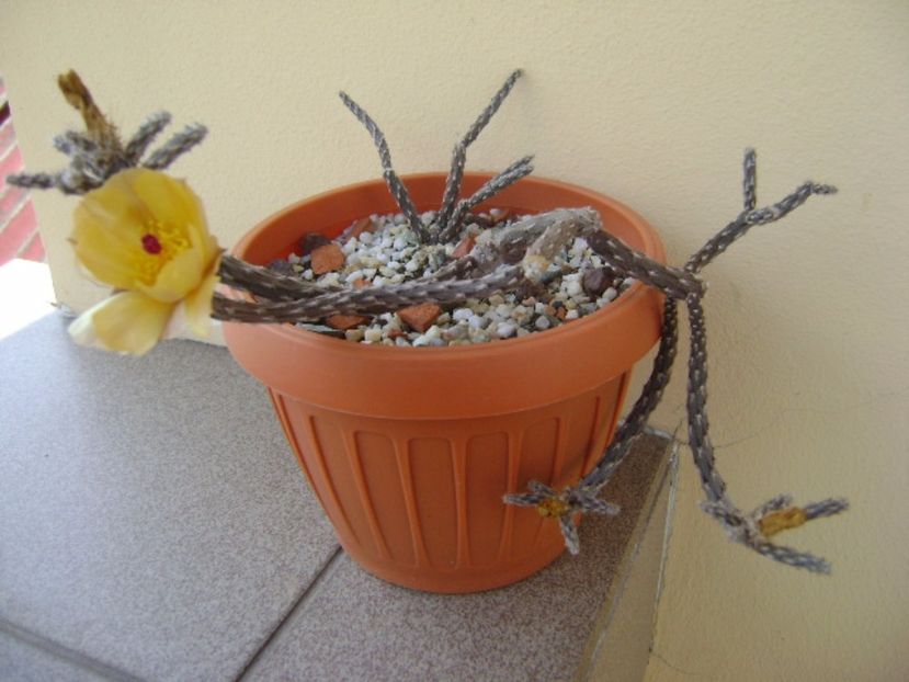 Pterocactus tuberosus - Cactusi 2017 bis bis