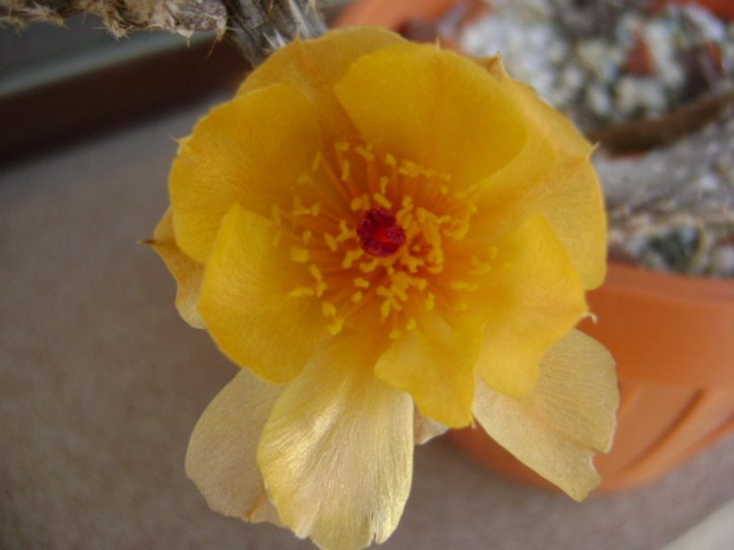 Pterocactus tuberosus - Cactusi 2017 bis bis