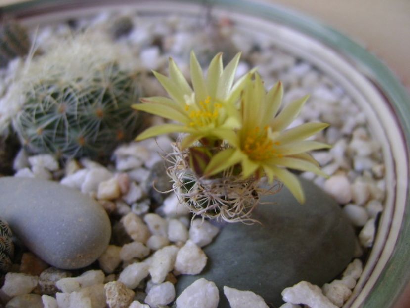 Turbinicarpus krainzianus v. minimus - Cactusi 2017 bis bis