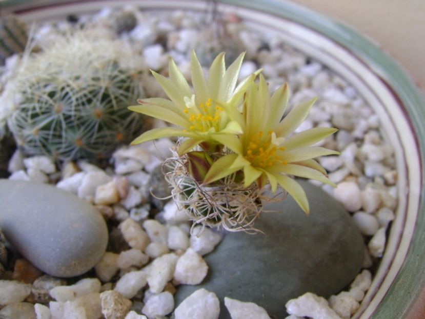 Turbinicarpus krainzianus v. minimus - Cactusi 2017 bis bis