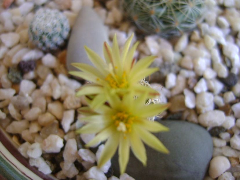 Turbinicarpus krainzianus v. minimus - Cactusi 2017 bis bis