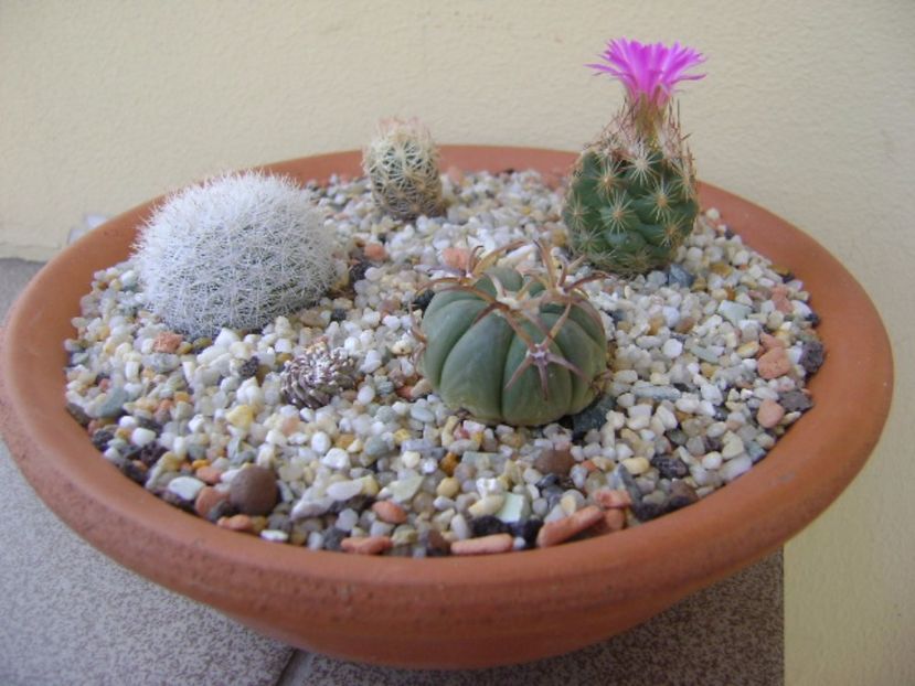 Grup de 4 cactusi - Cactusi 2017 bis bis