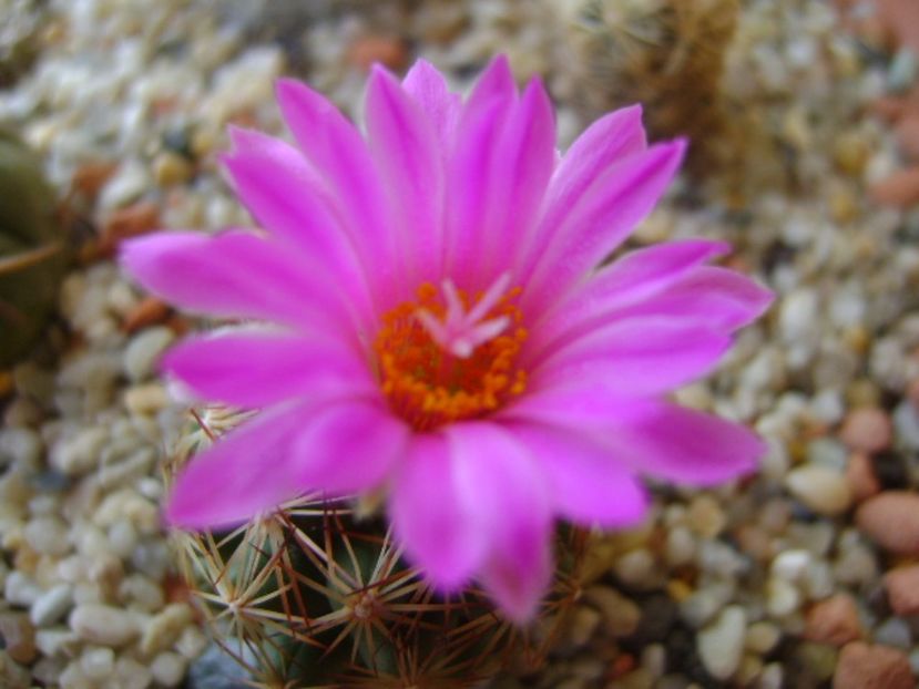 Escobaria hesteri - Cactusi 2017 bis bis