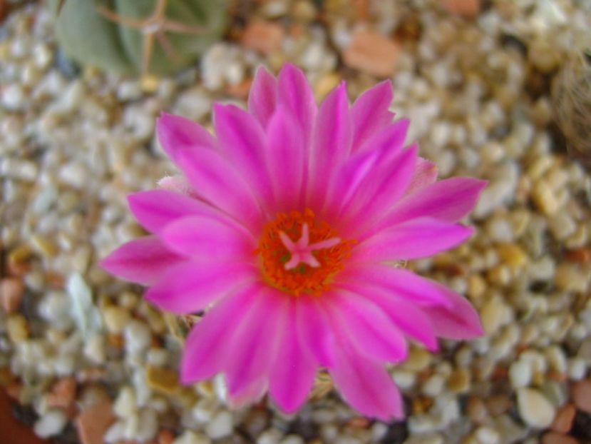 Escobaria hesteri - Cactusi 2017 bis bis