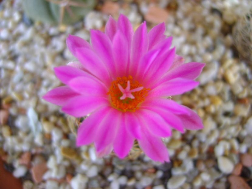 Escobaria hesteri - Cactusi 2017 bis bis
