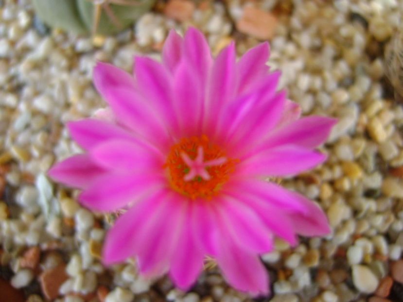 Escobaria hesteri - Cactusi 2017 bis bis
