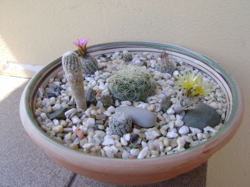 Grup de 6 Turbinicarpus - Cactusi 2017 bis bis