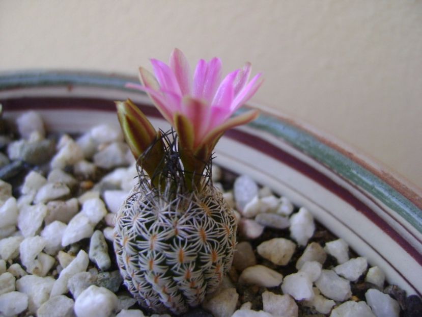 Turbinicarpus krainzianus v. lausserii - Cactusi 2017 bis bis
