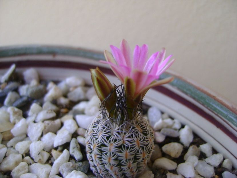 Turbinicarpus krainzianus v. lausserii - Cactusi 2017 bis bis