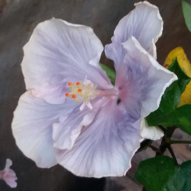 10iul2017 - Hibiscus
