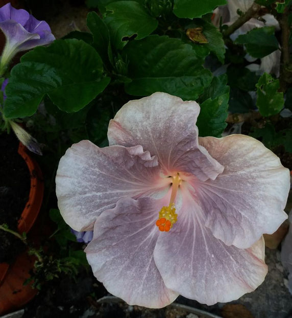 12iul2017-1 - Hibiscus