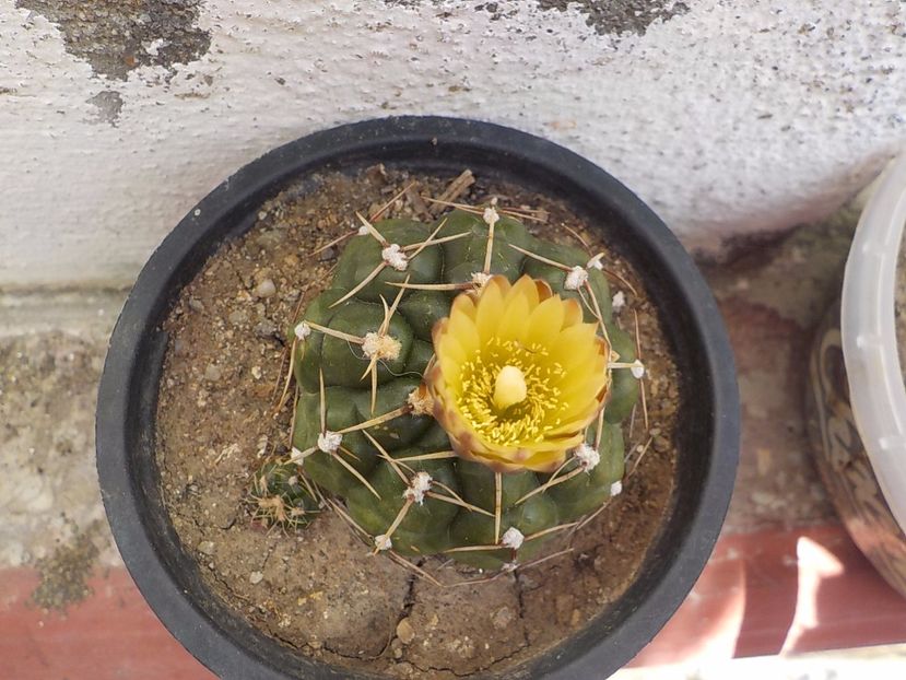  - Genul Gymnocalycium