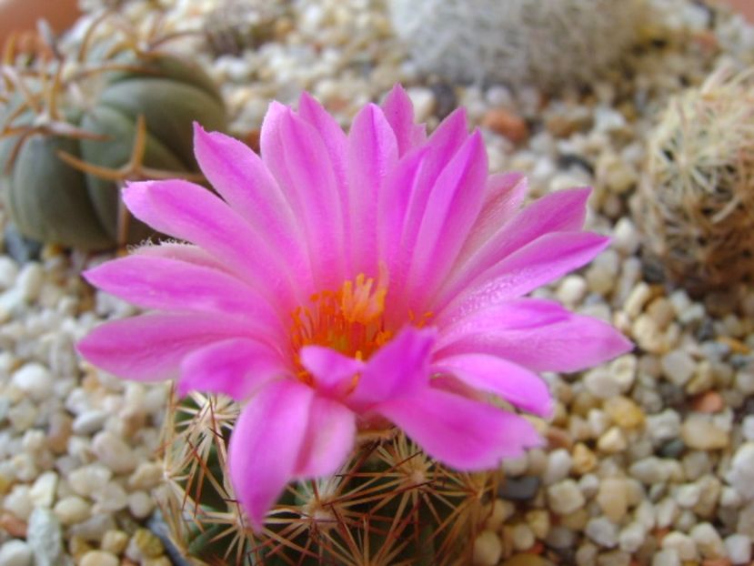 Escobaria hesteri - Cactusi 2017 bis bis