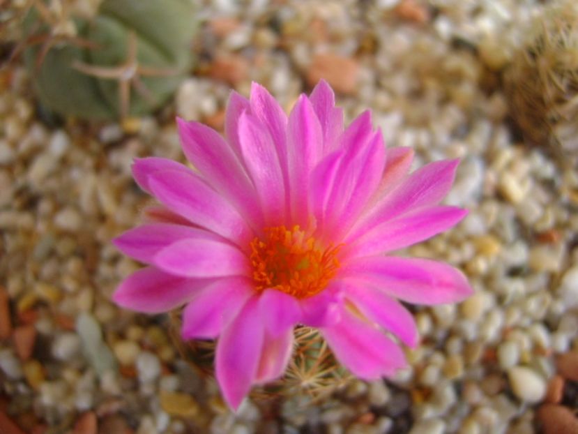 Escobaria hesteri - Cactusi 2017 bis bis