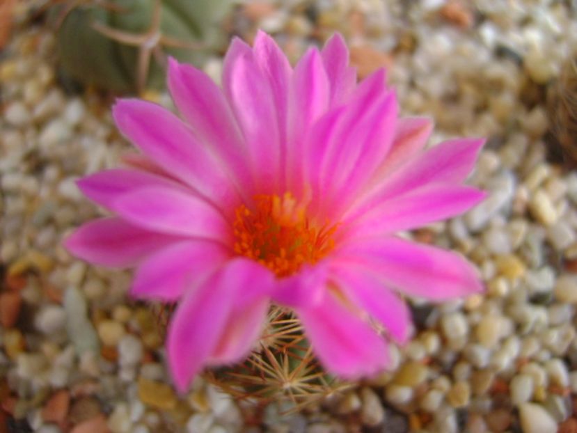 Escobaria hesteri - Cactusi 2017 bis bis