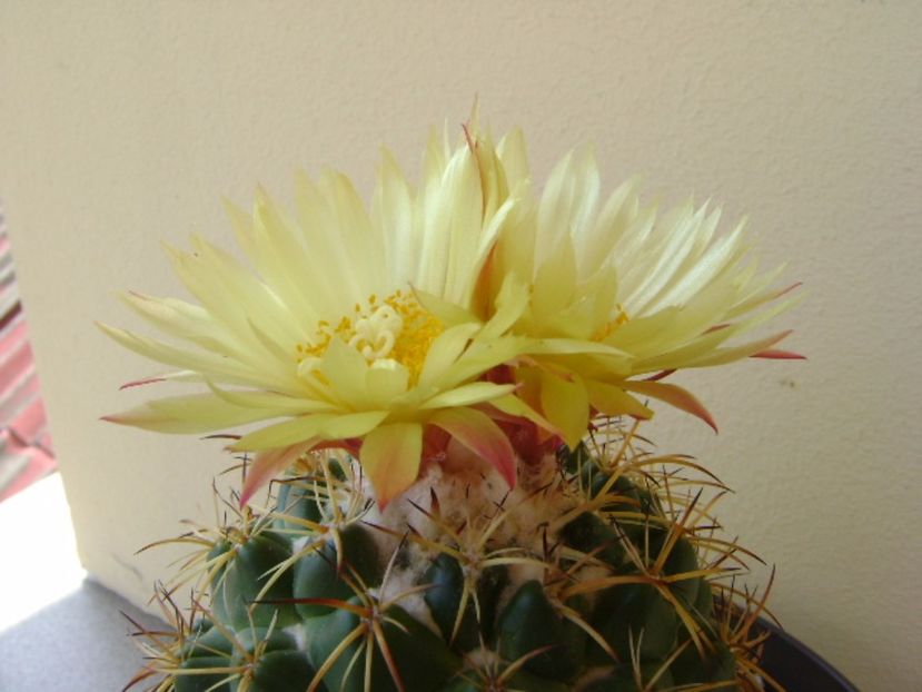 Coryphantha elephantidens v. sulcolanata - Cactusi 2017 bis bis