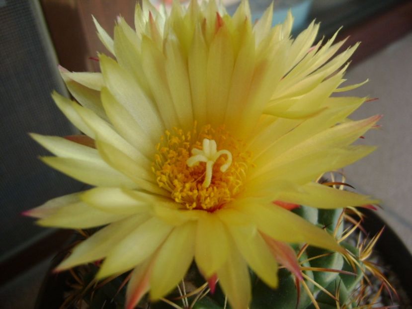 Coryphantha elephantidens v. sulcolanata - Cactusi 2017 bis bis