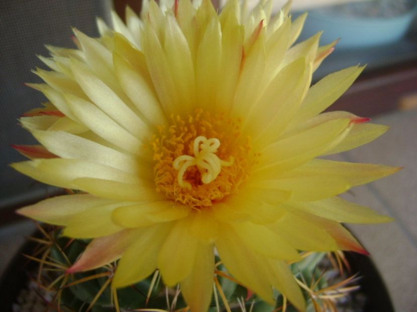 Coryphantha elephantidens v. sulcolanata - Cactusi 2017 bis bis