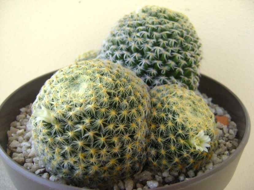 Mammillaria schiedeana - Cactusi 2017 bis bis