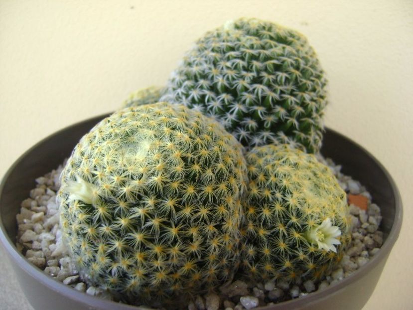 Mammillaria schiedeana - Cactusi 2017 bis bis