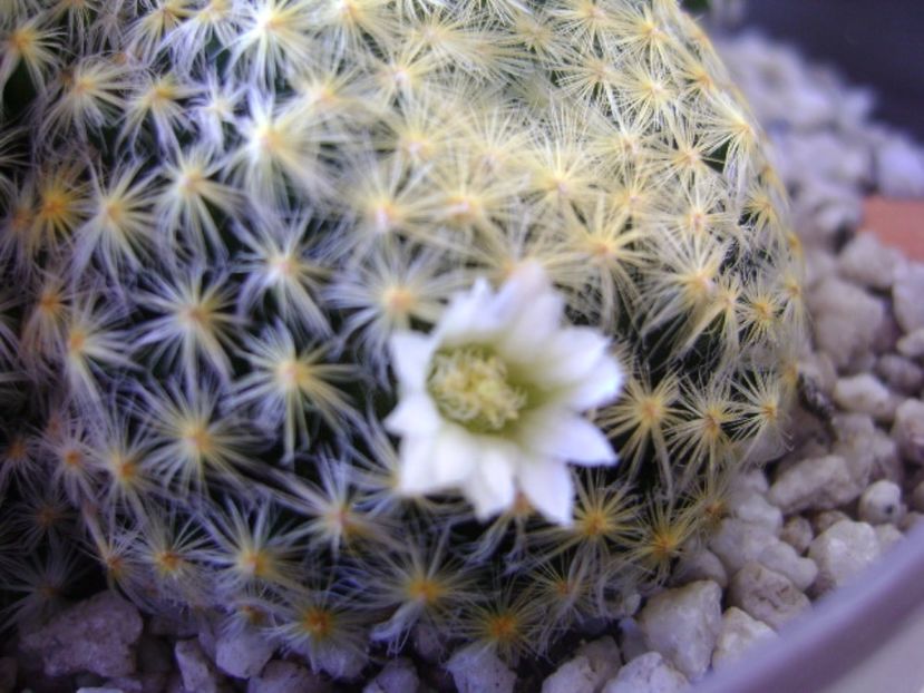 Mammillaria schiedeana - Cactusi 2017 bis bis