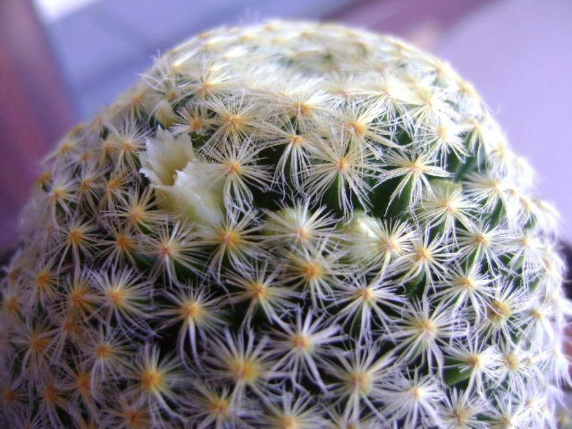 Mammillaria schiedeana - Cactusi 2017 bis bis