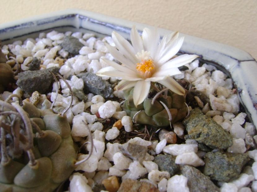 Turbinicarpus klinkerianus - Cactusi 2017 bis bis