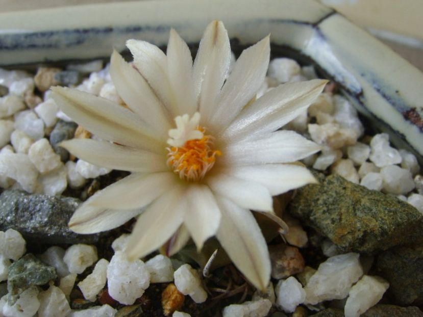 Turbinicarpus klinkerianus - Cactusi 2017 bis bis
