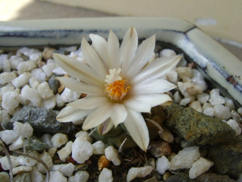 Turbinicarpus klinkerianus - Cactusi 2017 bis bis