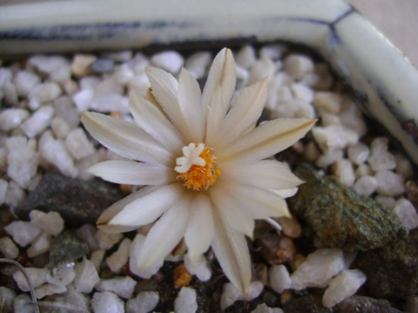 Turbinicarpus klinkerianus - Cactusi 2017 bis bis