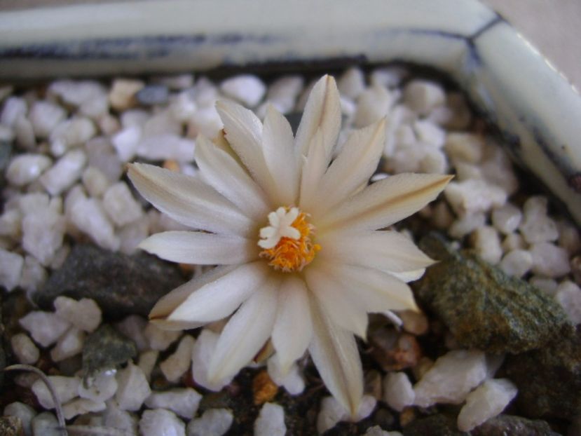 Turbinicarpus klinkerianus - Cactusi 2017 bis bis