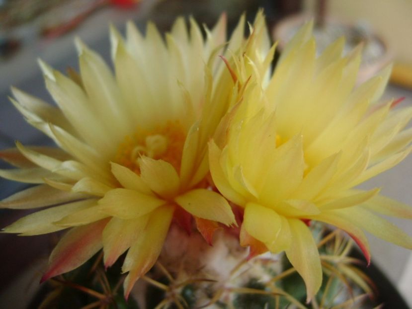 Coryphantha elephantidens v. sulcolanata - Cactusi 2017 bis bis