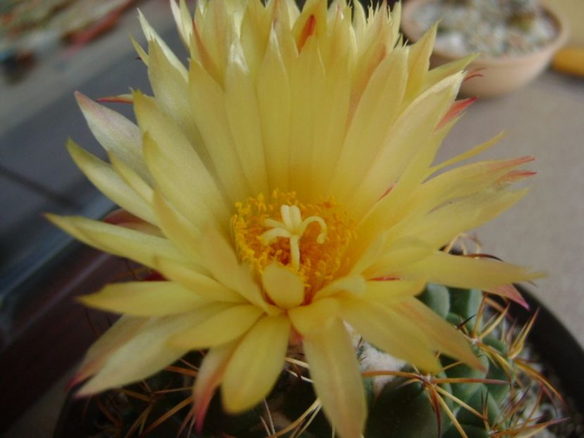 Coryphantha elephantidens v. sulcolanata - Cactusi 2017 bis bis