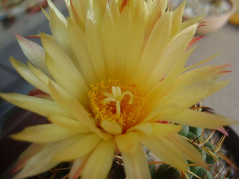 Coryphantha elephantidens v. sulcolanata - Cactusi 2017 bis bis