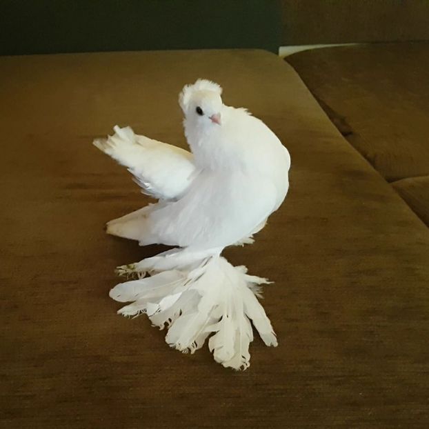 mihai (1) - pui 2017