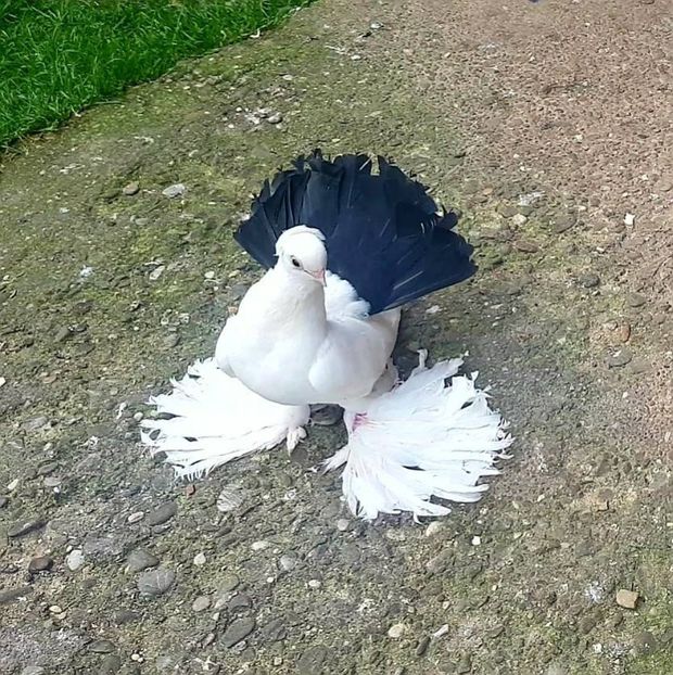 mihai (4) - pui 2017