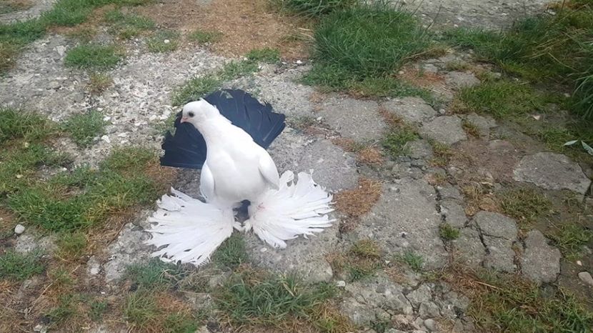 mihai (5) - pui 2017