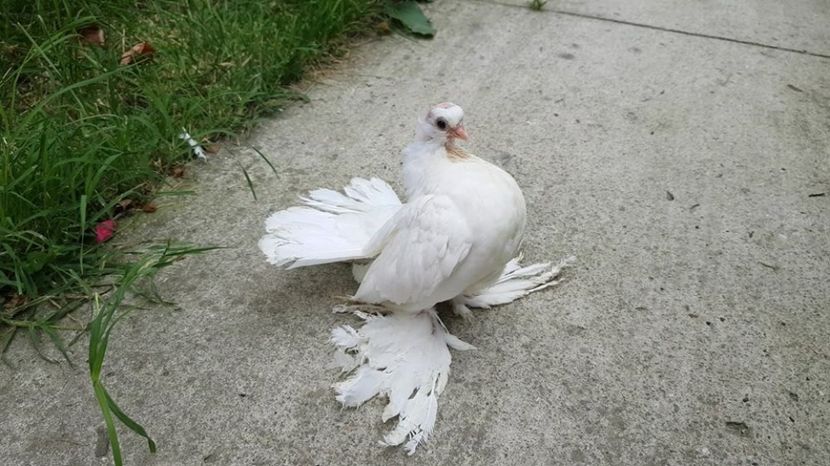 mihai (11) - pui 2017