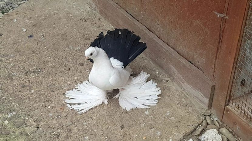 mihai (15) - pui 2017