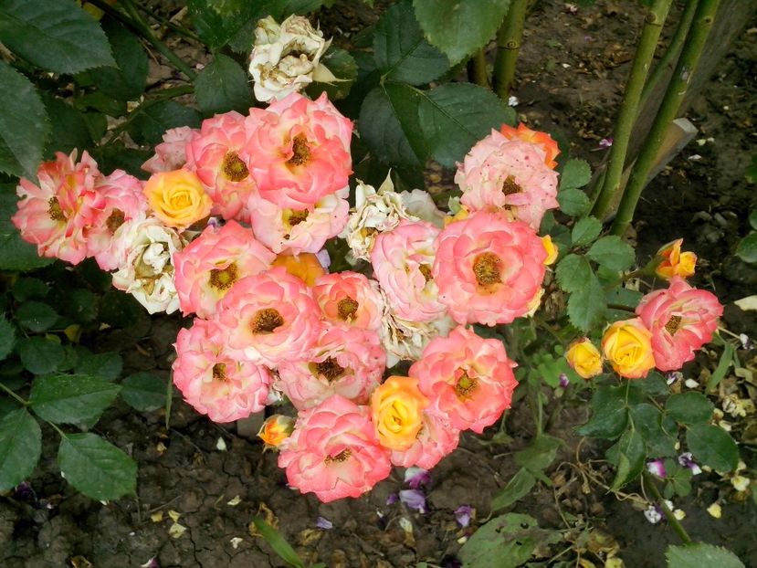  - 0 TRANDAFIRI DIMOV 2017