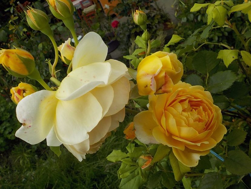  - golden celebration