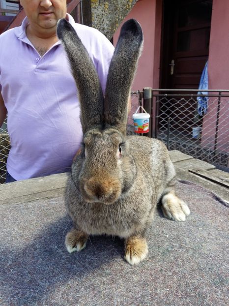  - Iepuri matca 2017-2018