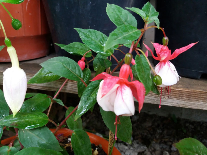 Picture 402 - Colectie Fuchsia