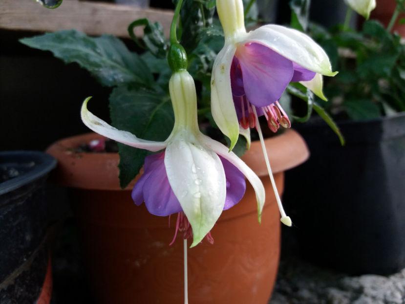 Picture 354 - Colectie Fuchsia