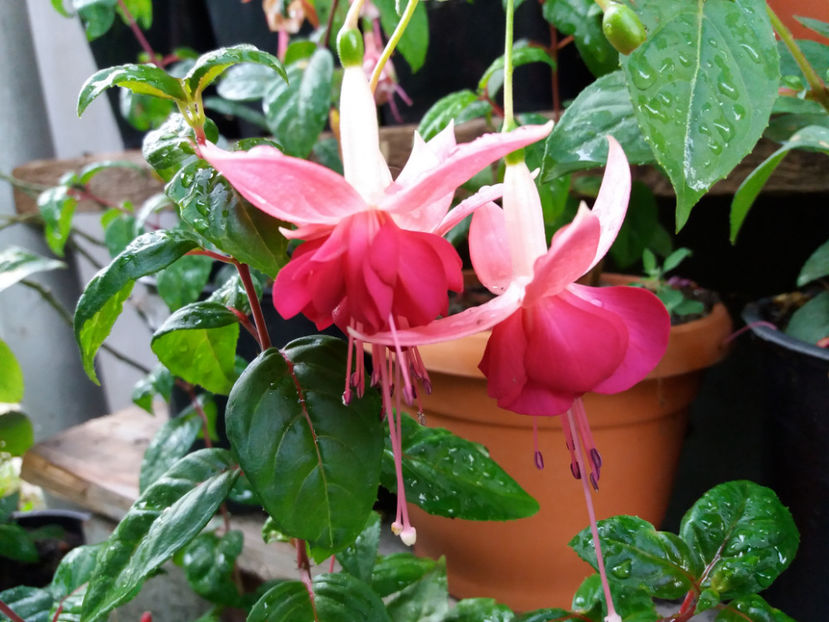 Picture 400 - Colectie Fuchsia