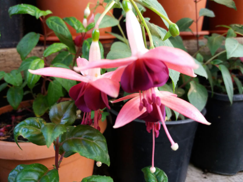 Picture 384 - Colectie Fuchsia