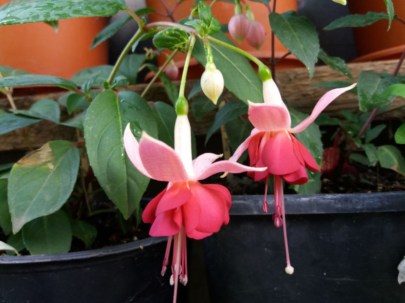 Picture 357 - Colectie Fuchsia