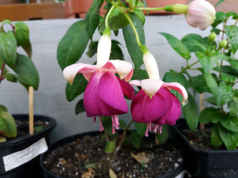 Picture 390 - Colectie Fuchsia