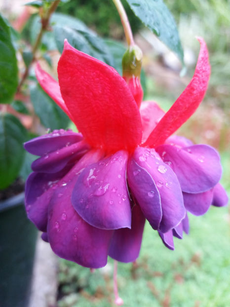 Picture 411 - Colectie Fuchsia